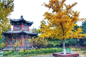 xuanwu park